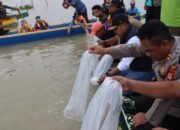 Realisasikan Visi Wajo Maradeka, Andi Rosman Tebar Ribuan Bibit Ikan di Danau Tempe