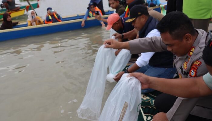 Realisasikan Visi Wajo Maradeka, Andi Rosman Tebar Ribuan Bibit Ikan di Danau Tempe