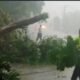 Pohon tumbang menutup jalan akibat hujan deras dan angin kencang di Lamongan