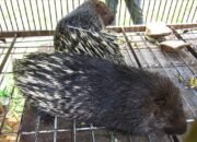 Kasus Landak Jawa di Madiun Masuk Sidang, Fakta dan Perkembangan Terbaru