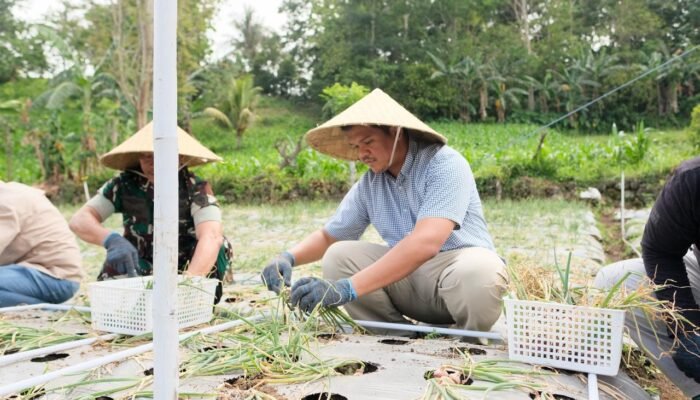 Bupati Bantaeng Pimpin Panen Lokana, Benih Unggul Siap Didorong Nasional
