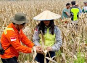 Petani Binaan PT Vale Panen Jagung Pakan di Tondowolio, Aktifkan Lahan Tidur
