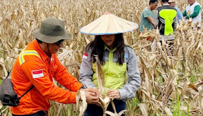Petani Binaan PT Vale Panen Jagung Pakan di Tondowolio, Aktifkan Lahan Tidur
