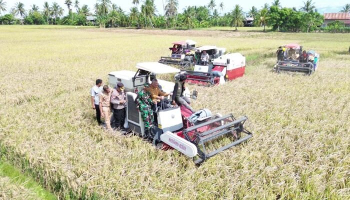 Rekor 2025! Bupati Pinrang Pacu Pertanian, Produksi Tumbuh 8,4 Persen