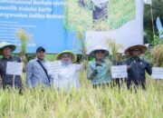 ceo pt vale bernardus irmanto menghadiri panen demplot padi berkelanjutan di desa puubunga kolaka