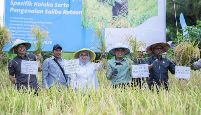 PT Vale Dorong Ketahanan Pangan Lewat Panen Demplot Padi di Kolaka