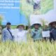 ceo pt vale bernardus irmanto menghadiri panen demplot padi berkelanjutan di desa puubunga kolaka