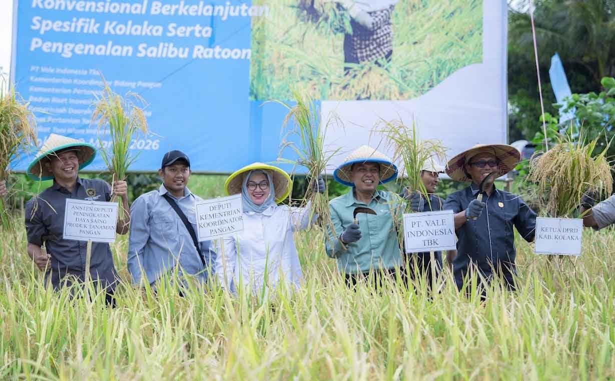 ceo pt vale bernardus irmanto menghadiri panen demplot padi berkelanjutan di desa puubunga kolaka