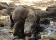 komodo di taman nasional komodo labuan bajo