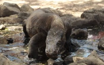 komodo di taman nasional komodo labuan bajo