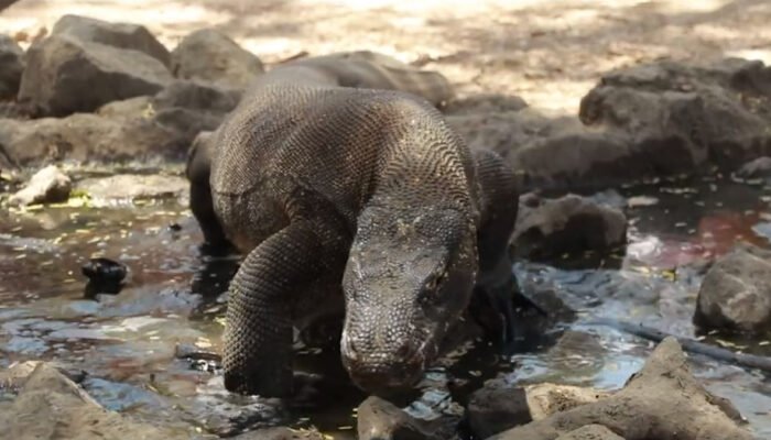 Wisatawan Komodo Dibatasi 1.000 Orang per Hari, Berlaku Sejak April 2026