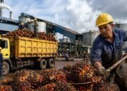 Ekspor CPO RI Tembus US$4,69 Miliar, Konflik Lahan Sawit Jadi Catatan Serius