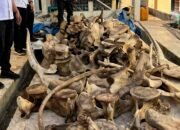 petugas polda papua barat daya mengamankan satwa dilindungi di sorong