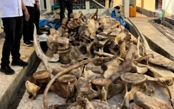 petugas polda papua barat daya mengamankan satwa dilindungi di sorong