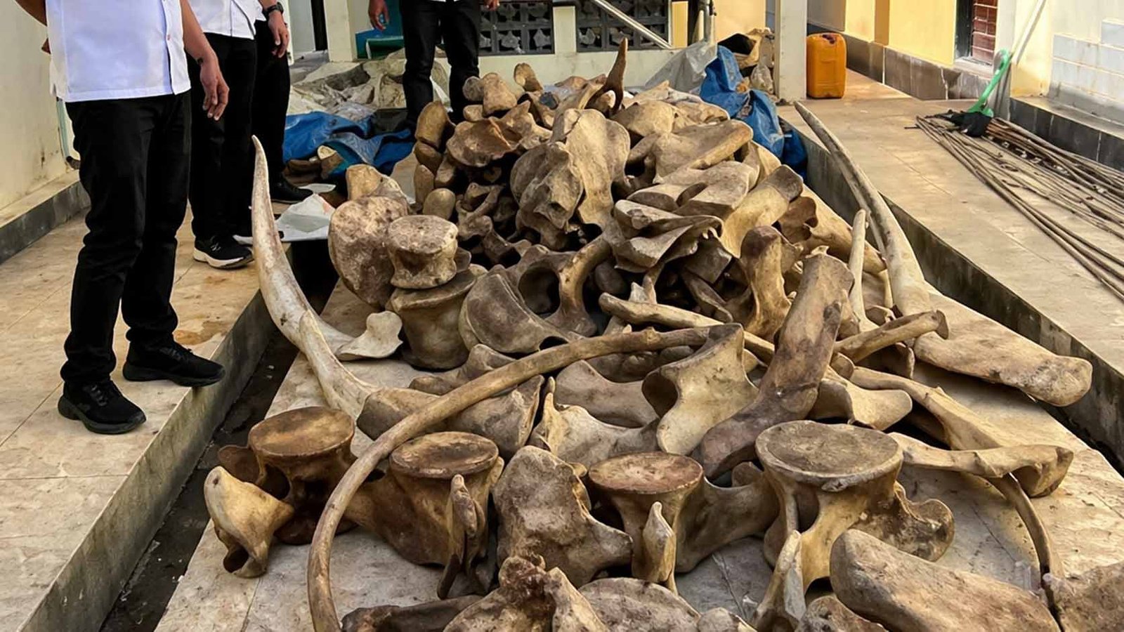 petugas polda papua barat daya mengamankan satwa dilindungi di sorong