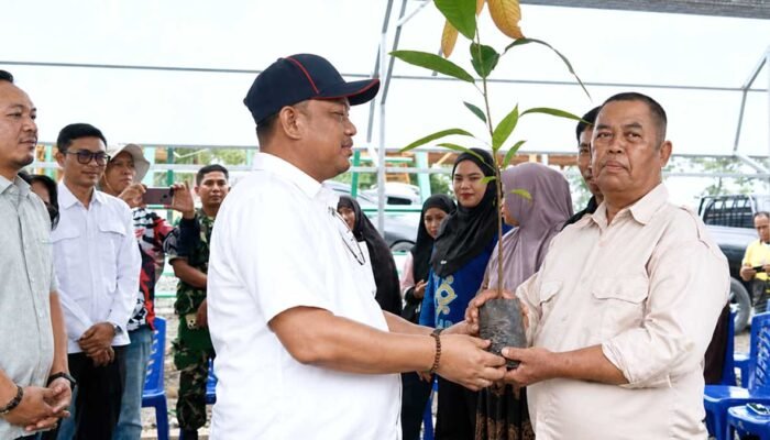 8 Juta Bibit Kakao untuk Luwu, Patahudding Ingatkan CPCL Jangan Fiktif