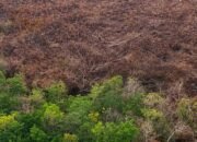 Tim gabungan melakukan pendinginan karhutla di lahan gambut Rupat Bengkalis