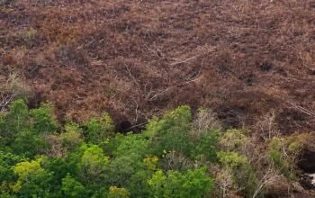Tim gabungan melakukan pendinginan karhutla di lahan gambut Rupat Bengkalis