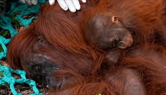 Karhutla Putus Jalur Hutan, Tiga Orangutan Dievakuasi di Ketapang