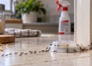 Cara mengusir semut dengan umpan di rumah