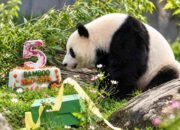Qing Bao merayakan ulang tahun ke-5 dengan kue Bamboo Machine di Smithsonian National Zoo