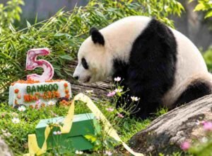 Qing Bao Genap 5 Tahun, Panda China di AS Dapat Kue ‘Bamboo Machine’ dan Pesta Ala 1970-an Qing Bao merayakan ulang tahun ke-5 dengan kue Bamboo Machine di Smithsonian National Zoo