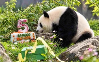 Qing Bao merayakan ulang tahun ke-5 dengan kue Bamboo Machine di Smithsonian National Zoo