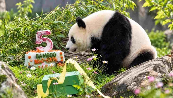 Qing Bao Genap 5 Tahun, Panda China di AS Dapat Kue ‘Bamboo Machine’ dan Pesta Ala 1970-an
