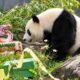Qing Bao Genap 5 Tahun, Panda China di AS Dapat Kue ‘Bamboo Machine’ dan Pesta Ala 1970-an