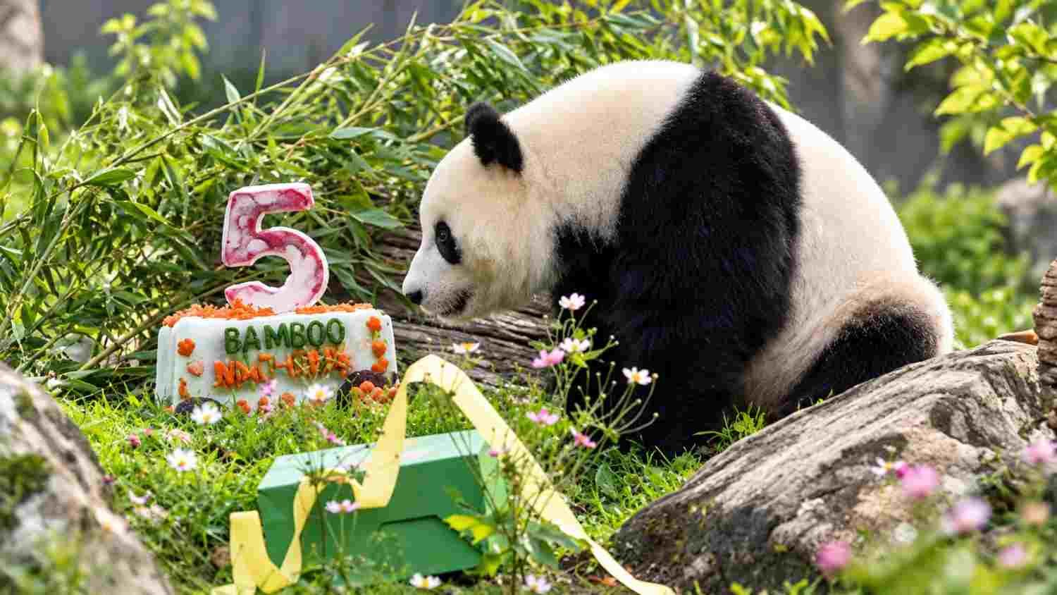 Qing Bao merayakan ulang tahun ke-5 dengan kue Bamboo Machine di Smithsonian National Zoo