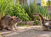 Ilustrasi tikus dan ular di halaman rumah dengan tanaman di sekitarnya