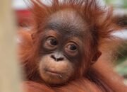 Orangutan Kalimantan yang diselamatkan dari kawasan terdampak karhutla di Kalimantan Barat pada 2026