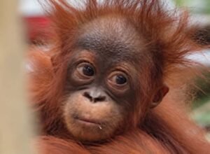 Orangutan Kalimantan yang diselamatkan dari kawasan terdampak karhutla di Kalimantan Barat pada 2026