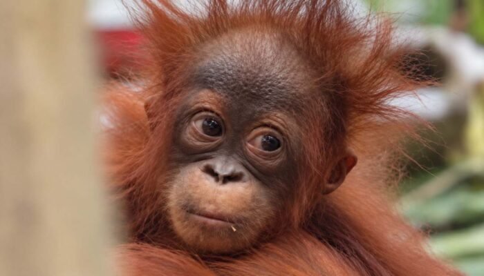 46 Orangutan Diselamatkan dari Karhutla Kalbar, Delapan Kembali ke Hutan