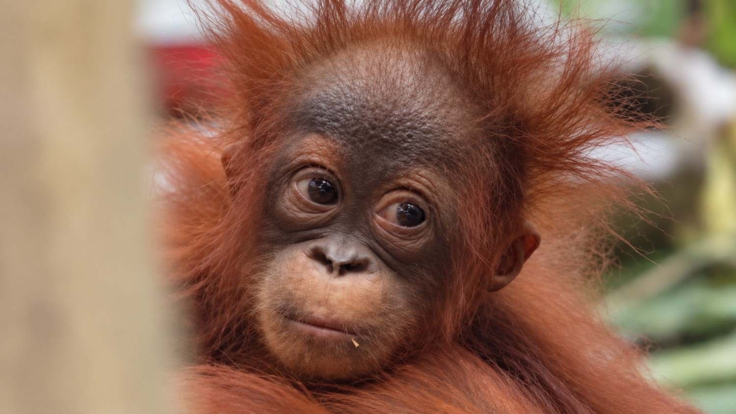Orangutan Kalimantan yang diselamatkan dari kawasan terdampak karhutla di Kalimantan Barat pada 2026