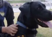 Petugas Polda NTB mengerahkan anjing pelacak K-9 untuk pemeriksaan keamanan lokasi kegiatan MotoGP Mandalika 2026.