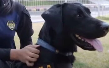 Petugas Polda NTB mengerahkan anjing pelacak K-9 untuk pemeriksaan keamanan lokasi kegiatan MotoGP Mandalika 2026.