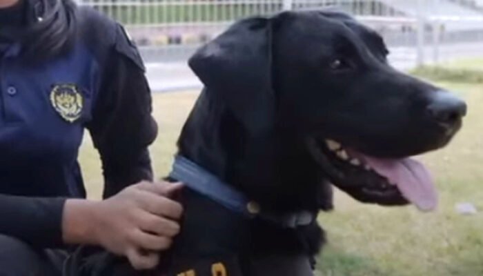 Anjing Pelacak K-9 Sisir Lokasi MotoGP Mandalika 2026, Polisi Antisipasi Ancaman Bom