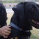 Petugas Polda NTB mengerahkan anjing pelacak K-9 untuk pemeriksaan keamanan lokasi kegiatan MotoGP Mandalika 2026.
