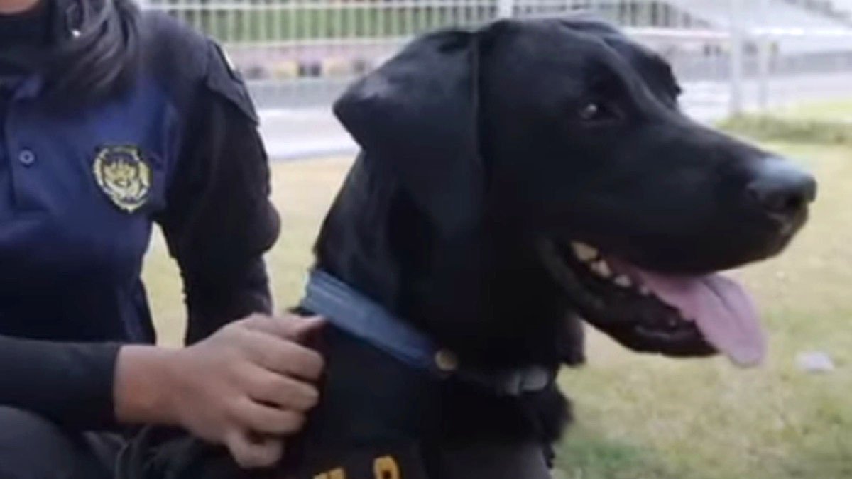 Petugas Polda NTB mengerahkan anjing pelacak K-9 untuk pemeriksaan keamanan lokasi kegiatan MotoGP Mandalika 2026.
